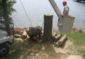 Tree Removal