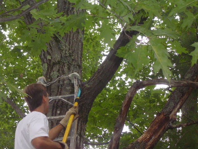 Cutting Tree Limb