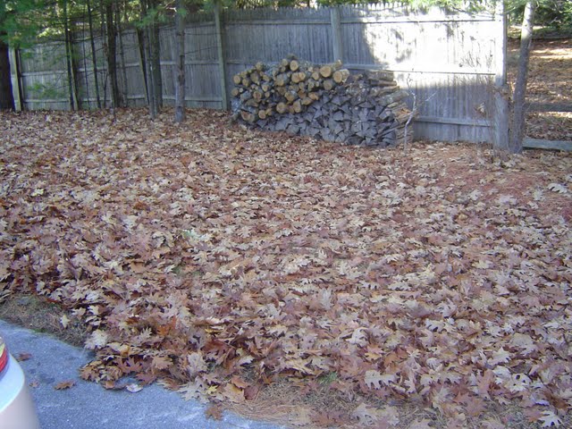 A typical lawn in New Hampshire after the fall foliage season.