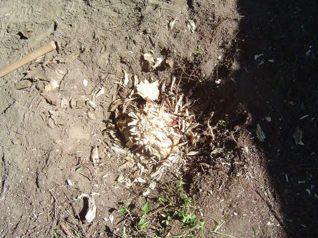 Tree Stump Removal