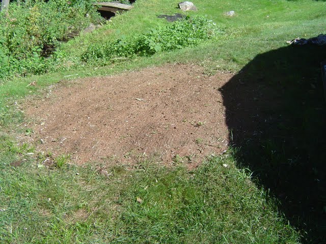 Grass seeding around removed tree stump