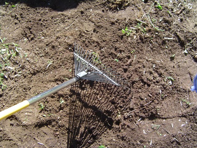 Raking over removed tree stump